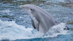 Curiosidades sobre los delfines
