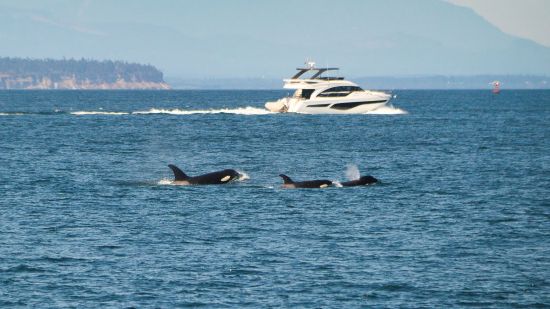 ¿Qué está sucediendo con las orcas en el estrecho de Gibraltar?