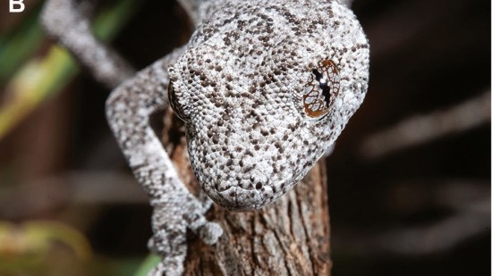 Primer plano de 'Strophurus spinula'
