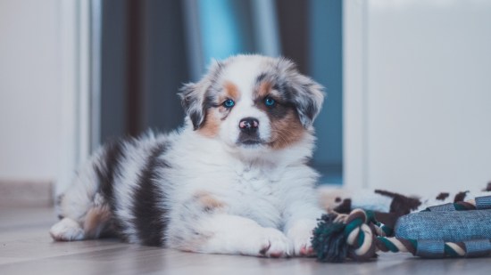 Cachorro de pastor australiano