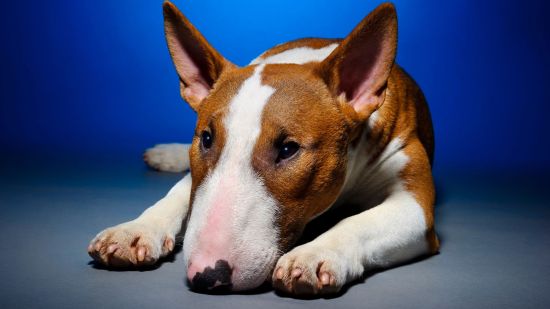 Bullterrier
