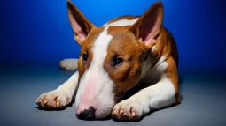 Bullterrier