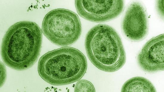 La cianobacteria
