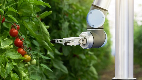 Robot recoge tomates