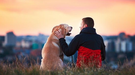 ¿Pueden las mascotas sustituir las relaciones humanas?