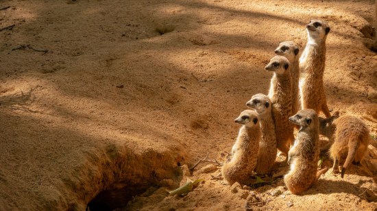 Una manada de suricatos