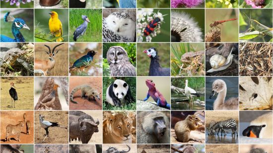 biodiversidad_iStock