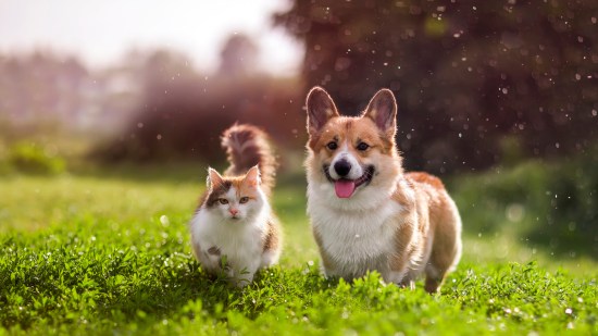 Perro y gato en el campo