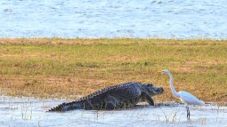 La evolución desafía la clasificación histórica de los animales