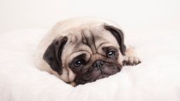 duelo_istock