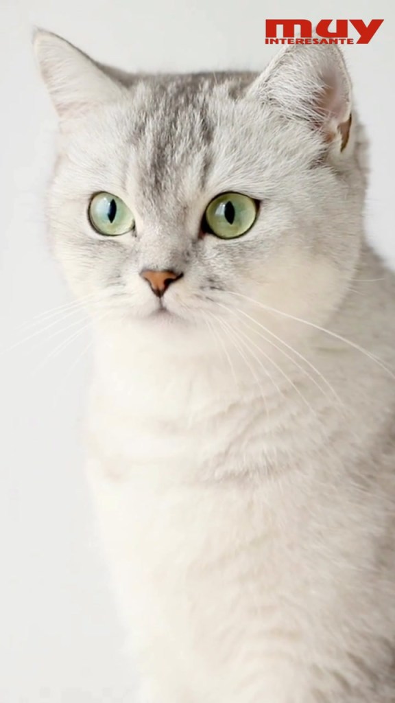 ¿Te entiende tu gato cuando imitas un maullido? (Io Almagro)