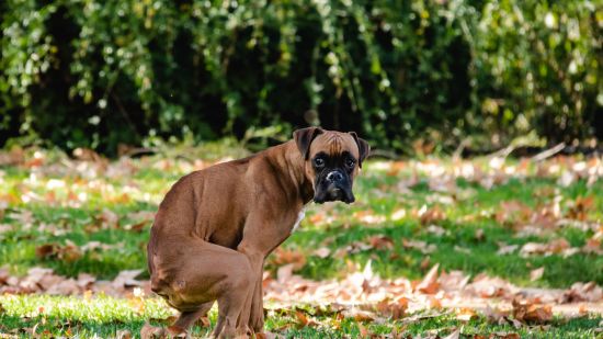 Boxer haciendo caca