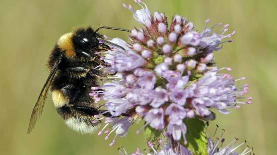 El renacer de la vida tras el fuego: cómo las abejas y hormigas se recuperan después de los incendios forestales