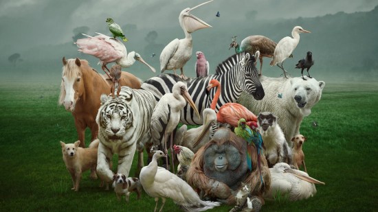 Animales