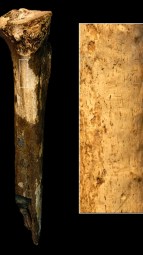 Tibia