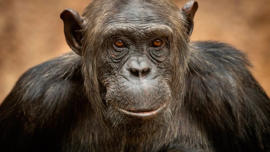 Chimpancé