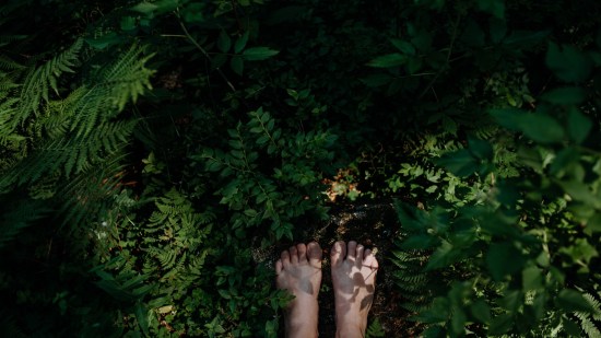 ¿Qué es el baño de bosques o Shinrin Yoku?