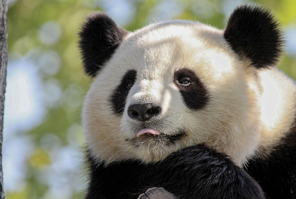 oso panda
