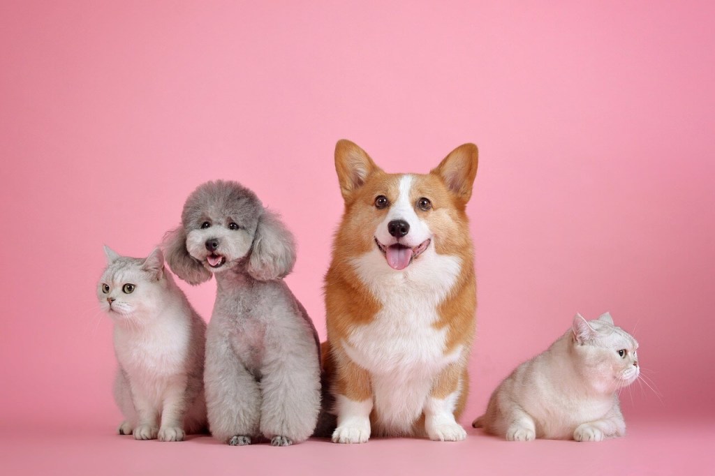 velocidad de perros y gatos