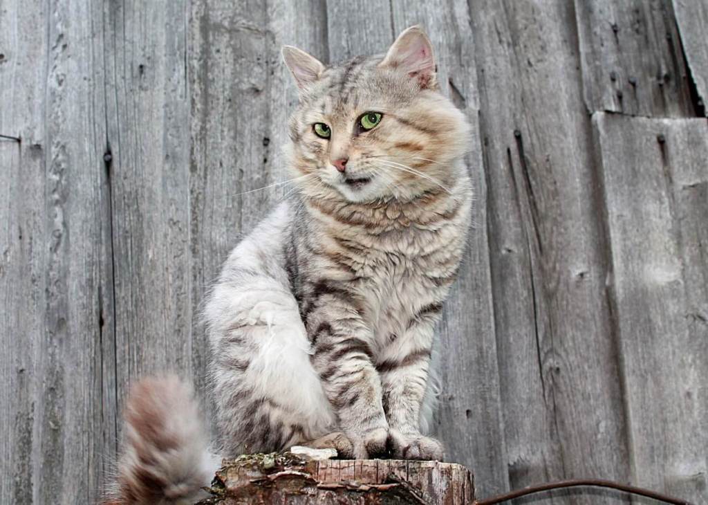 gato. Pixabay