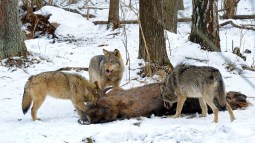 Lobos