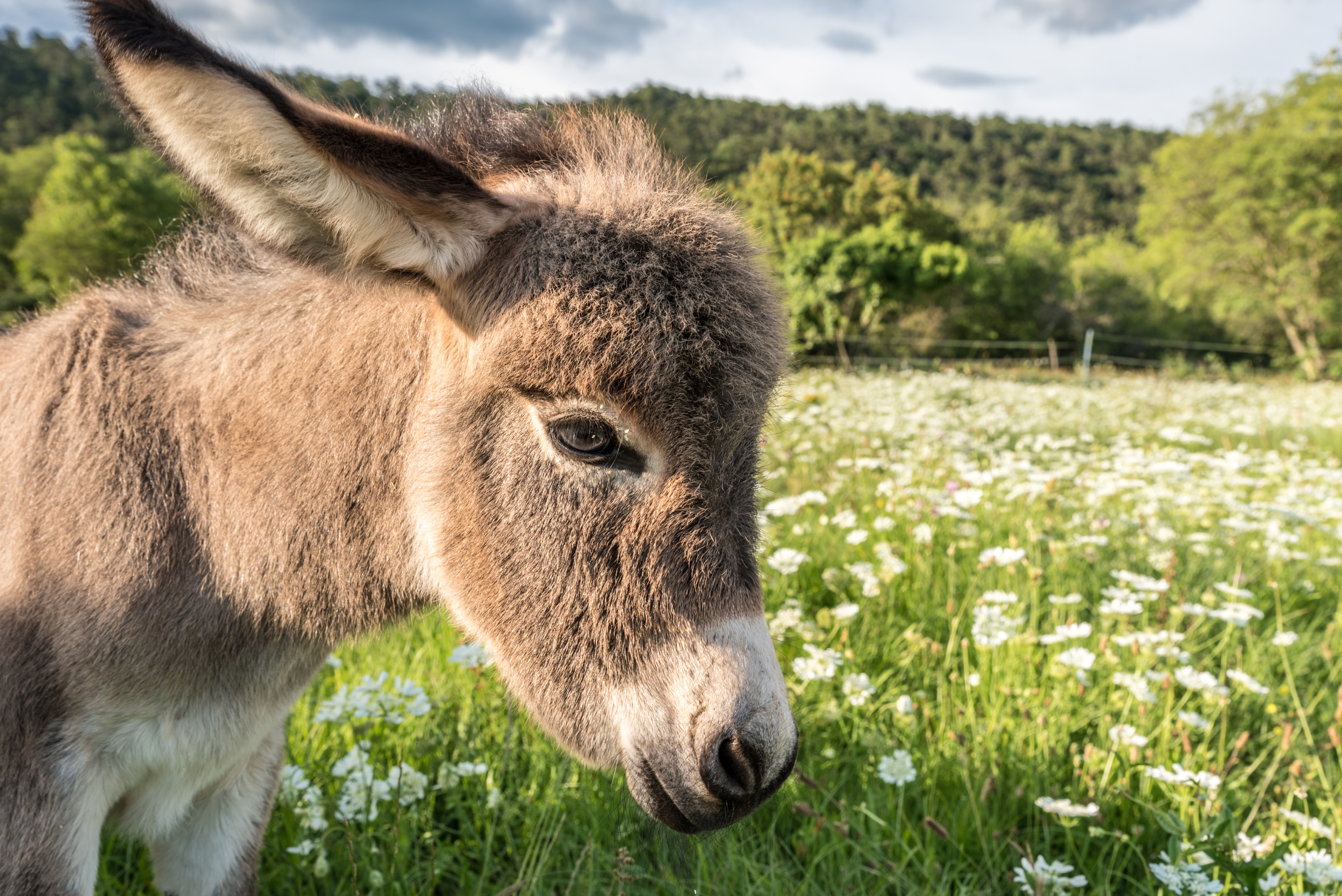 iStock-1275793562