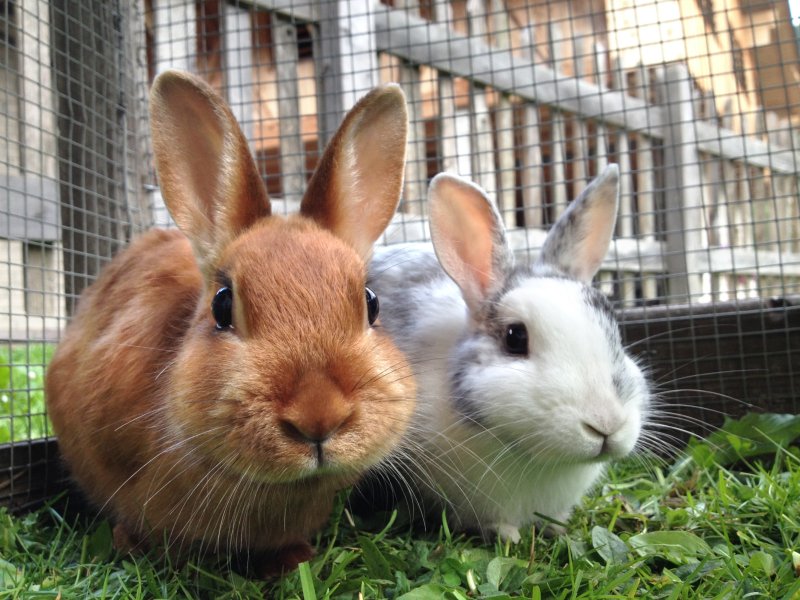Conejos.