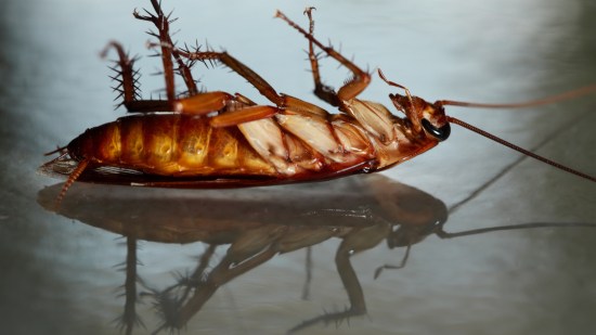 Cucaracha.