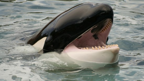 Orca.