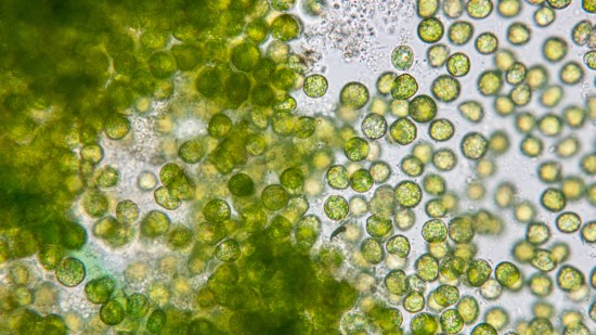 Microalgas: la promesa de un futuro sostenible para purificar aire y agua