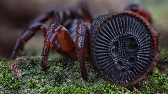 La fascinante araña que parece una moneda