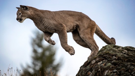 Puma