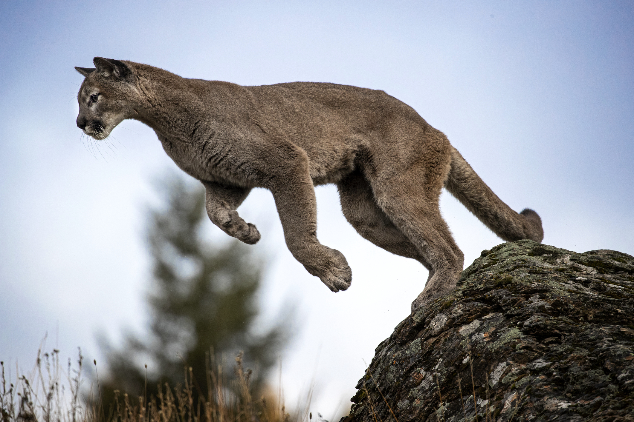 El león de las cavernas: así era el mayor depredador del Pleistoceno
