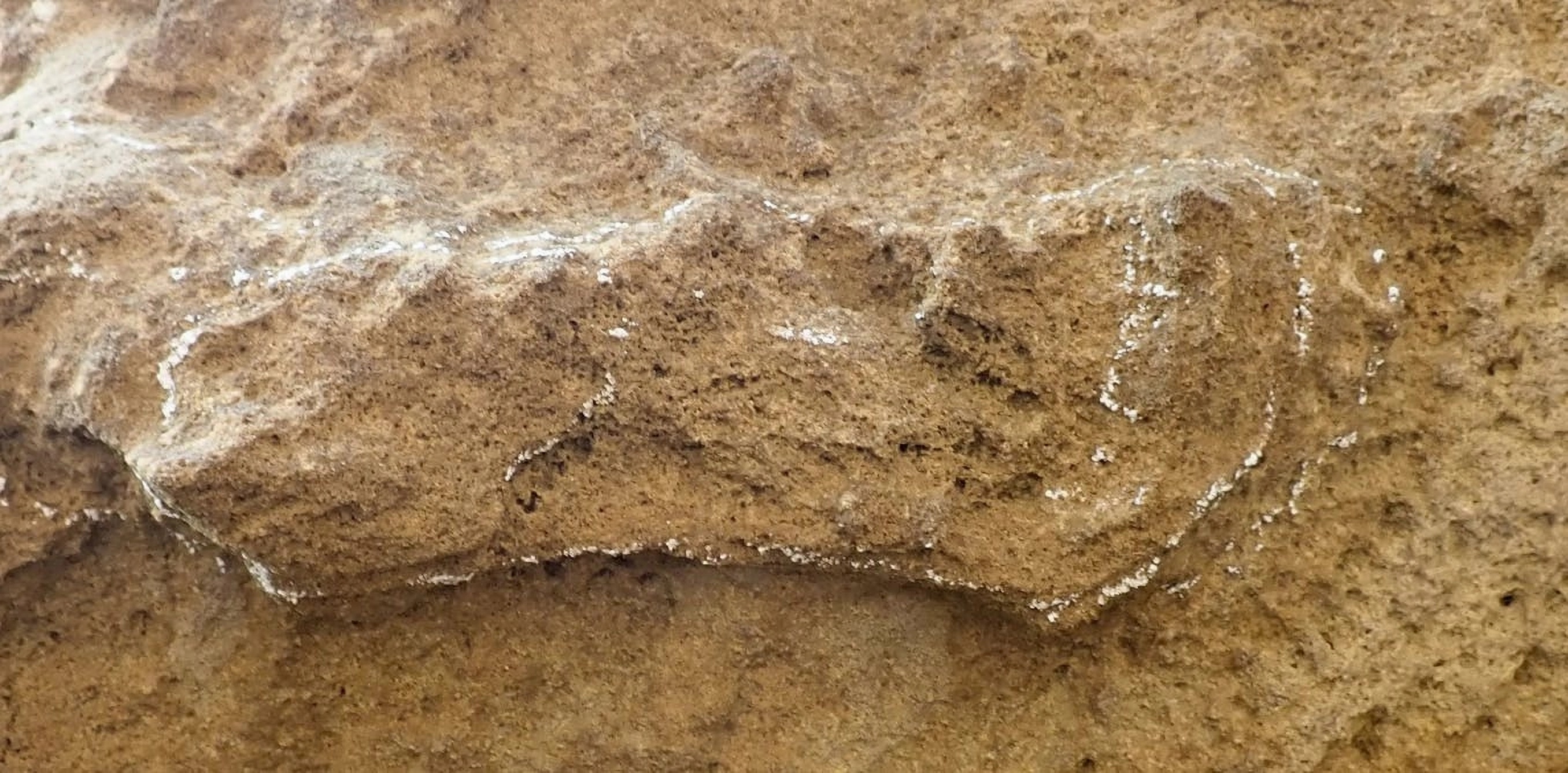 La huella de Homo sapiens