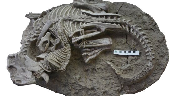 Fósil de la épica batalla prehistórica