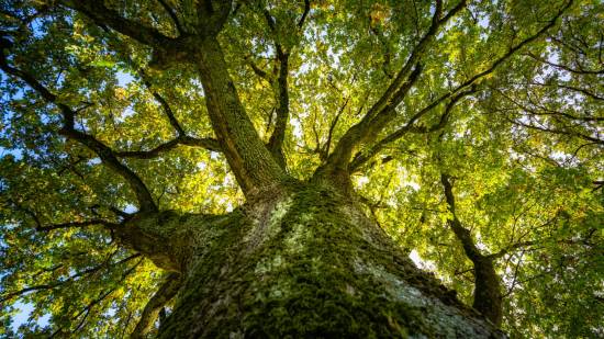 Árbol más antiguo