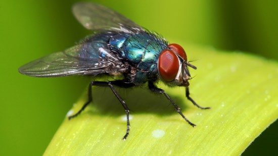 El cuerpo de la mosca