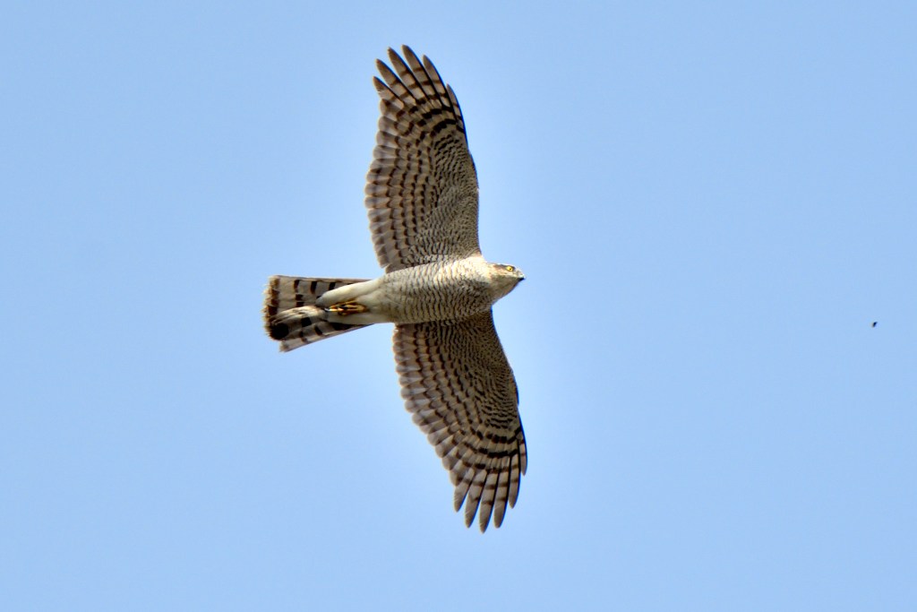 Aves rapaces en España