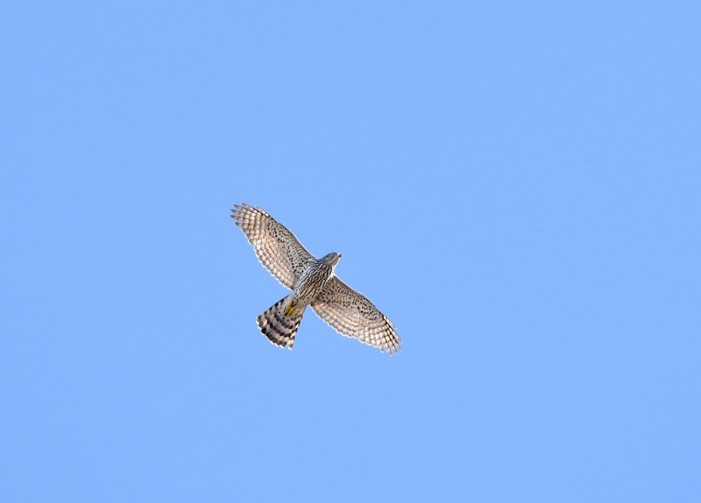 Aves rapaces en España