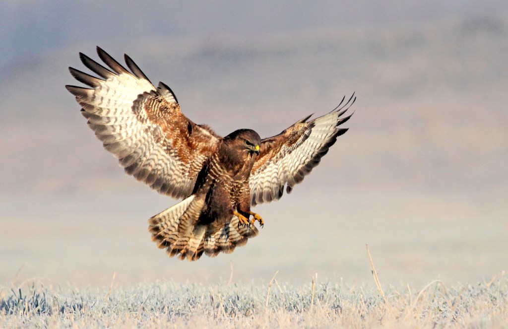 Aves rapaces en España