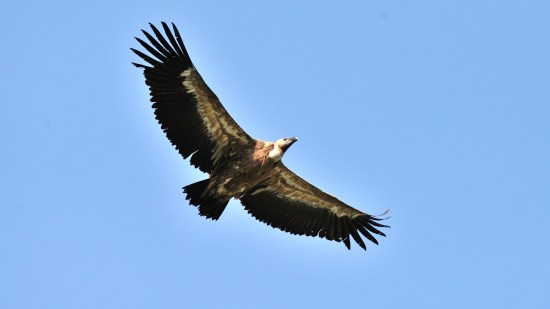 Buitre leonado