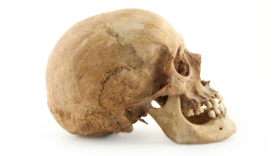 Cráneo humano