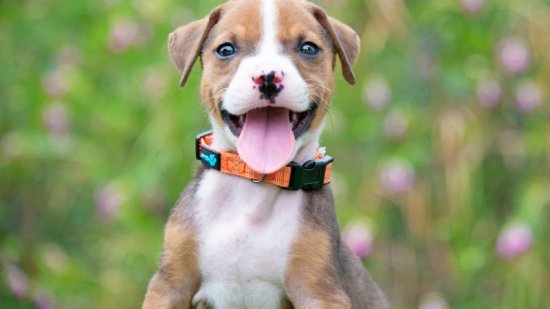 Perro cachorro