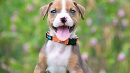 Perro cachorro