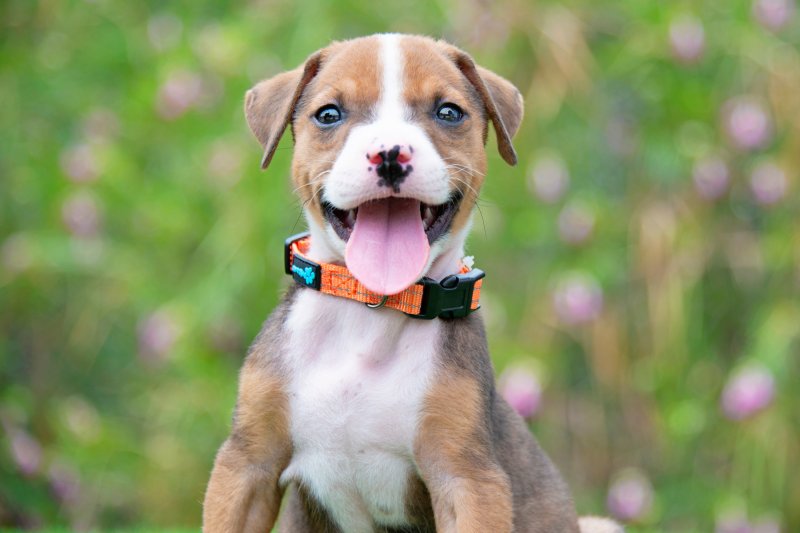 Perro cachorro