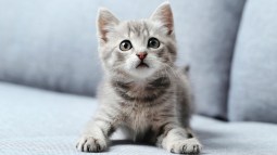 Gatito en el sillón