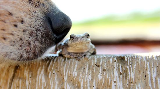 perro oliendo sapo