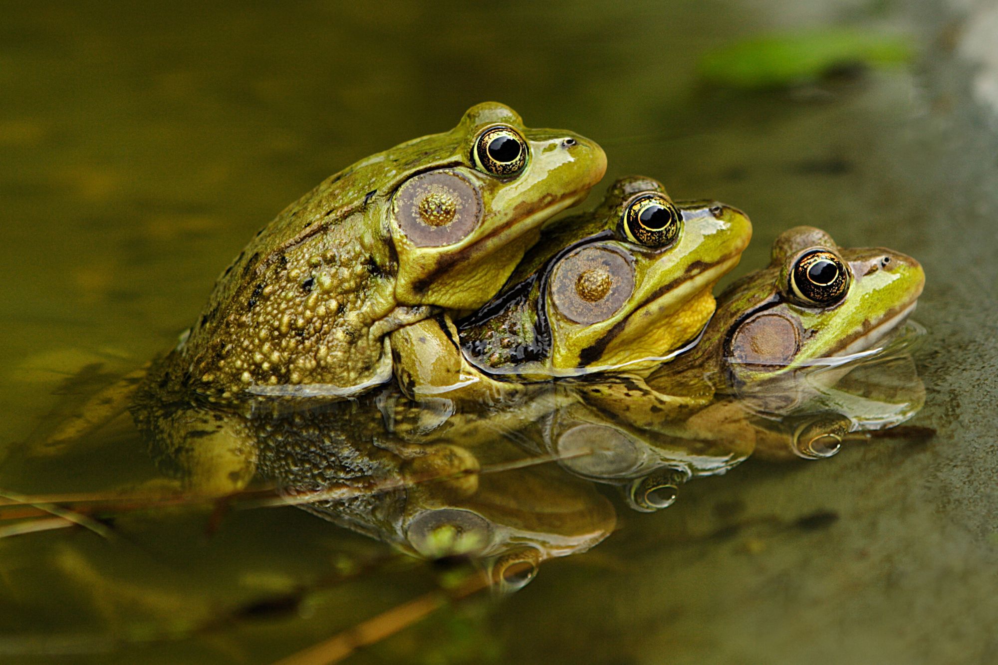 Tren ranas