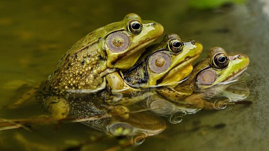 Tren ranas