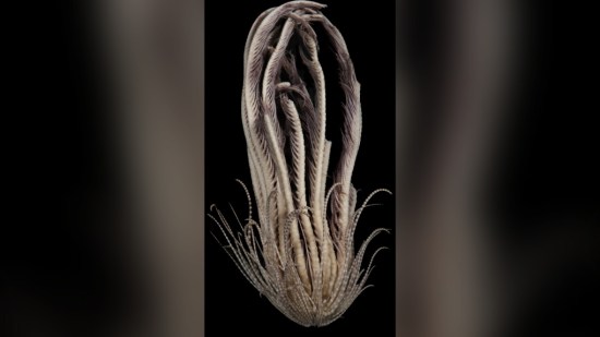 Descubren una espeluznante criatura con 20 brazos cerca de la Antártida
